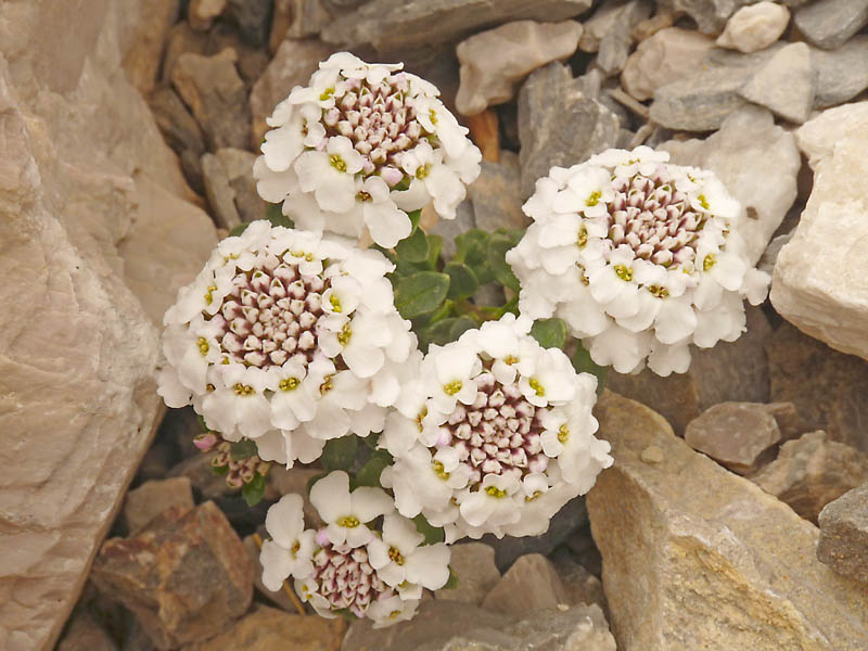 Iberis aurosica subsp. nana/ Iberide spatolata